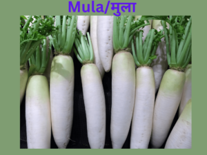 Read more about the article Mula in English |मुला/मूली in English Meaning