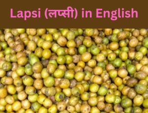 Read more about the article Lapsi in English |लप्सी Name & Meaning