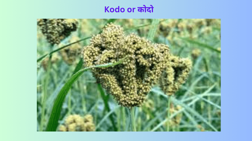 Read more about the article Kodo in English |कोदो in English Name