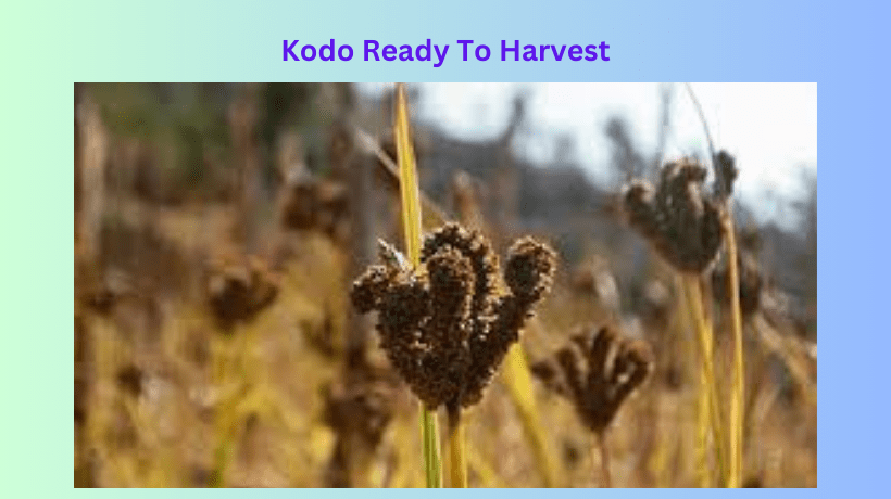 kodo_ready_to_harvest_in_nepal