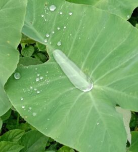 taro leaf elephant's ear