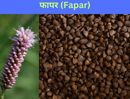 Read more about the article फापर in English |Fapar in English Meaning